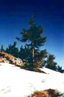 Berg