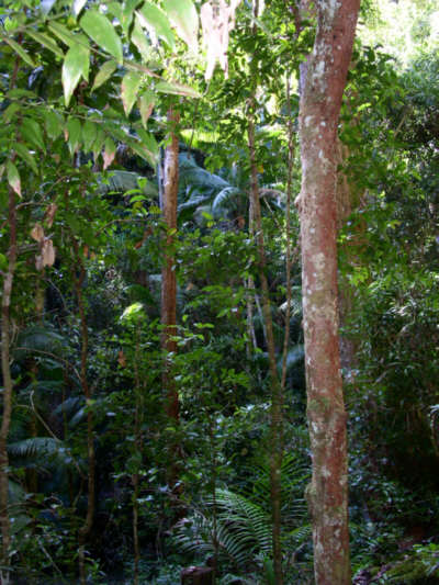 Fraser Island Regenwald