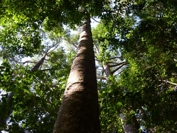 Fraser Island Regenwald