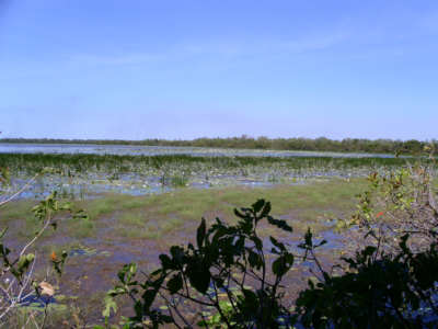 Mamukala Wetlands
