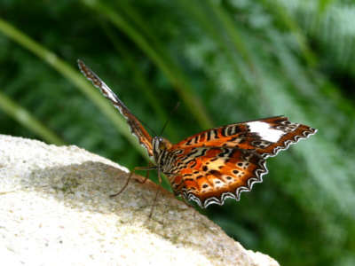 Schmetterling
