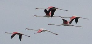 Flamingos