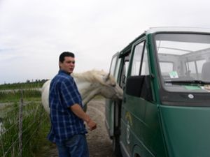 &Uuml;berfall der Pferde