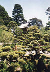 Japanese Tea Garden